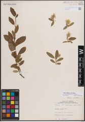 Foto von Salix athabascensis Raup